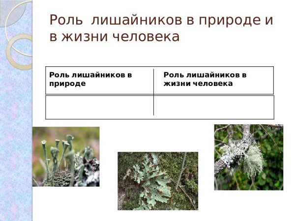 Образование лишайников