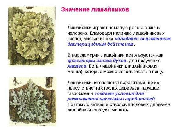 Лишайники обитают
