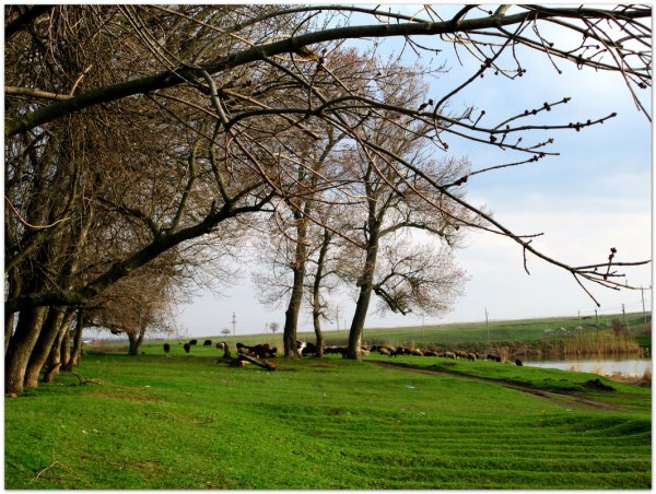 Речка в деревне