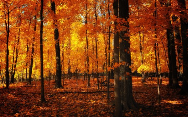 Золотая осень