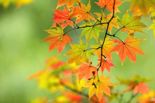 Осенний пейзаж