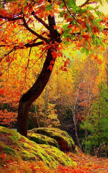 Обои на рабочий стол осень