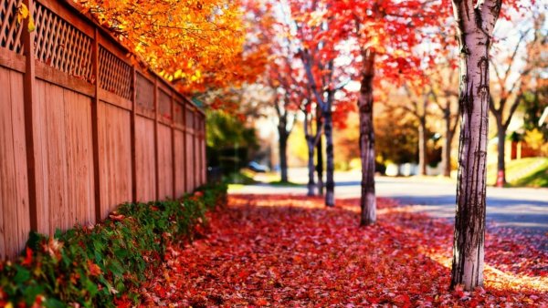 Весенний фон