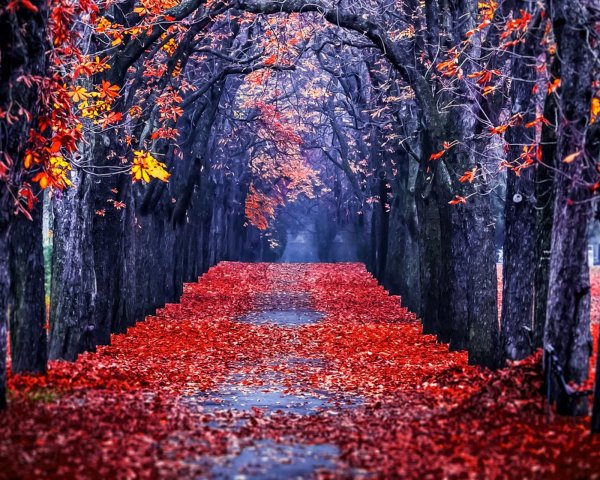 Летние листья