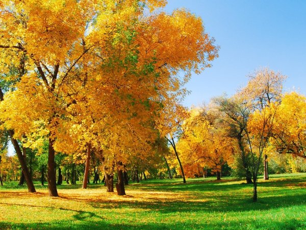 Краски осени