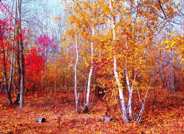 Плакат осень