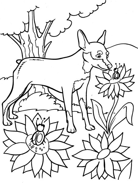 Раскраски для детей природа и животные