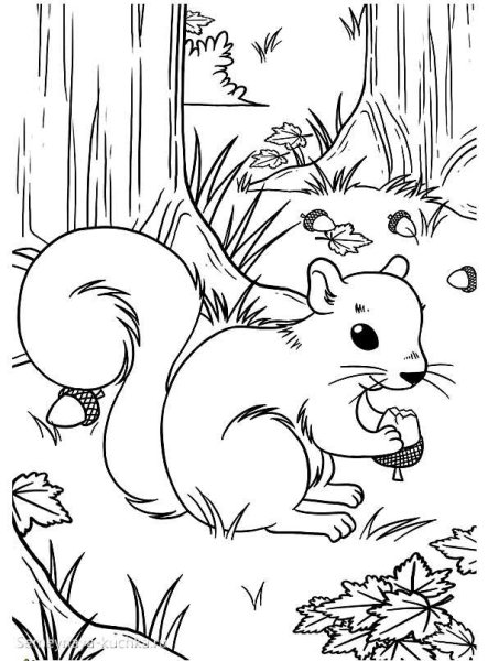 Бельчонок раскраска