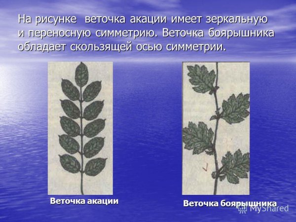 Скользящая симметрия в жизни