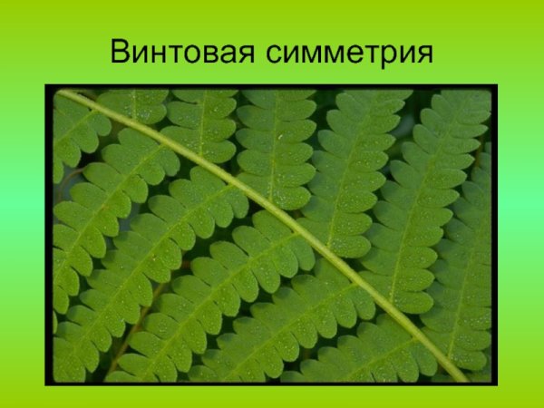 Переносная симметрия в природе