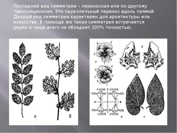 Переносная трансляционная симметрия в природе