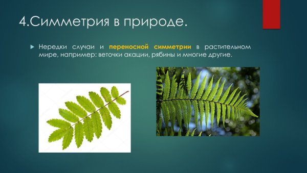 Скользящая симметрия в природе