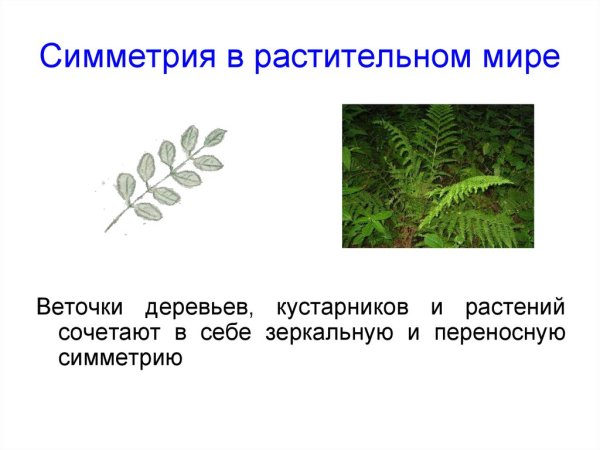 Симметрия в растительном мире