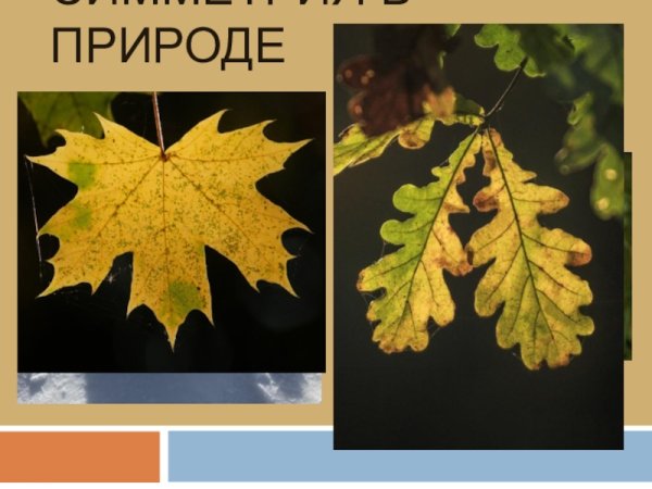 Переносная симметрия в природе