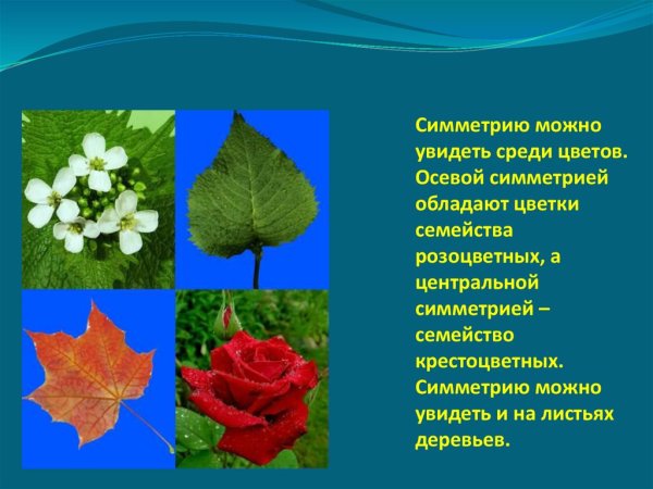 Треугольник Серпинского папоротник