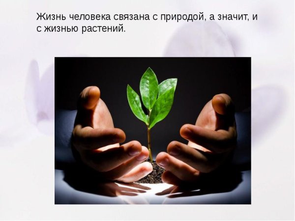 Значение растений для человека