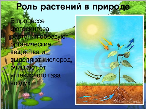 Значение растений для человека