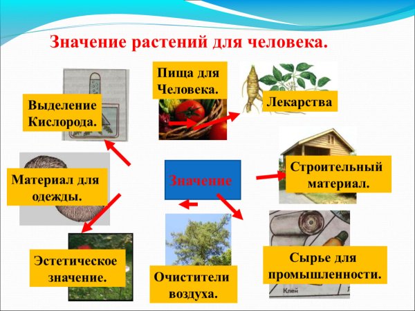 Роль растений в жизни животных