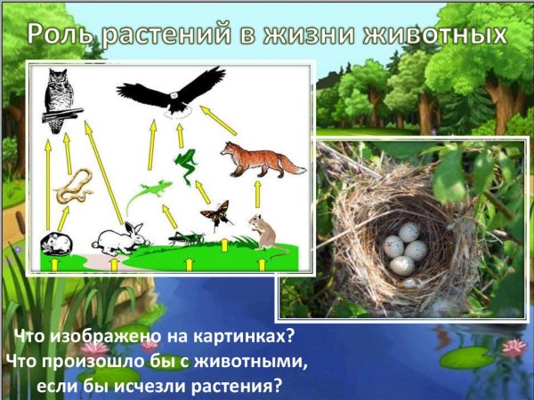 Роль растений в природе