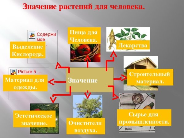 Значение растений в природе и жизни человека