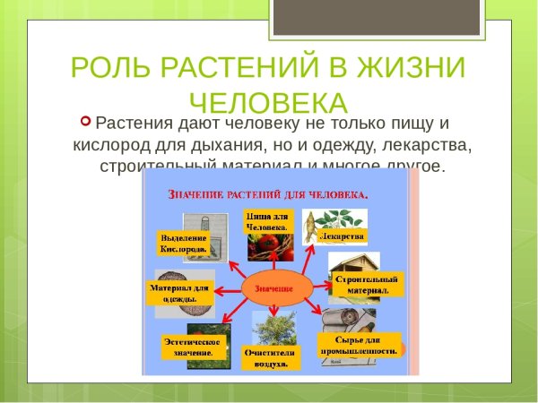 Растения в жизни человека