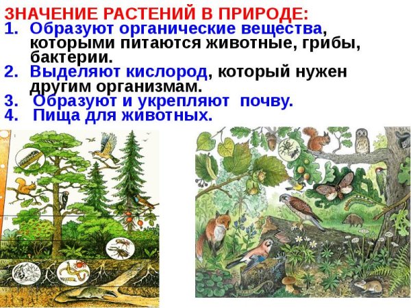 Растения в жизни человека