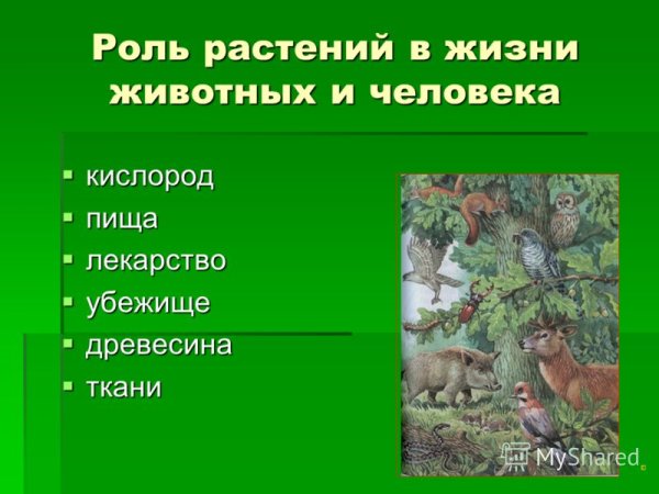 Роль растений в природе и жизни человека 6 класс биология кратко
