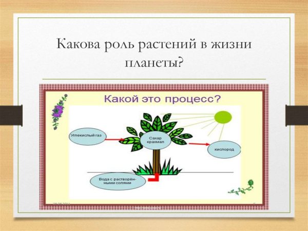 Польза цветковых растений