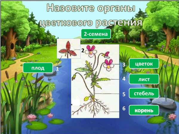 Роль растений на планете