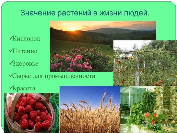 Значение растений