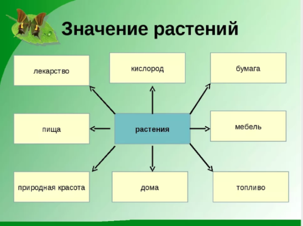 Роль растений биология 5 класс