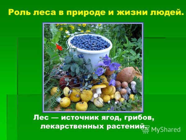 Родт растений в природе