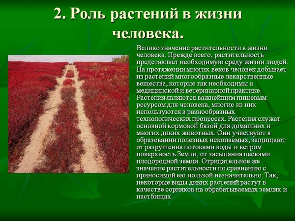 Роль пищевых растений в природе и жизни человека