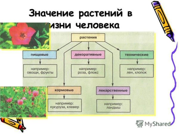 Роль растений для животных