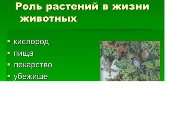 Роль растений в природе