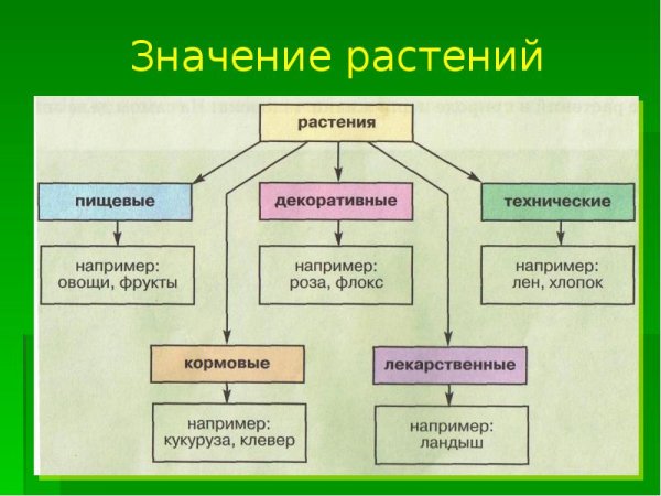 Значение растительности в природе