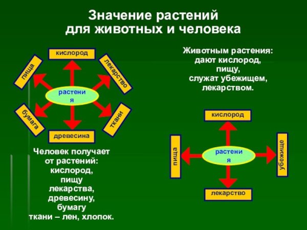 Значение зеленых растений