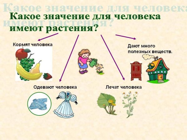 Роль растений в жизни человека