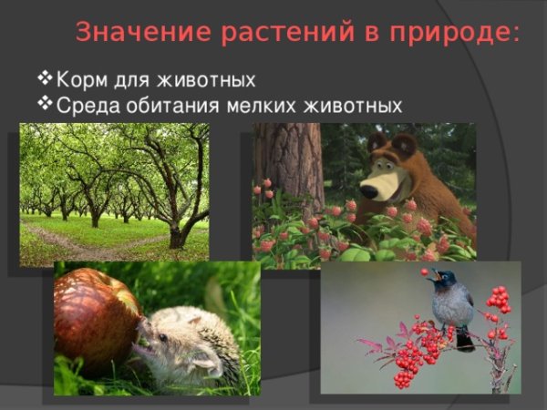 Роль растений в природе