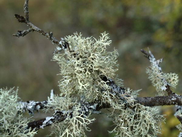 Лишайник цетрария Исландская