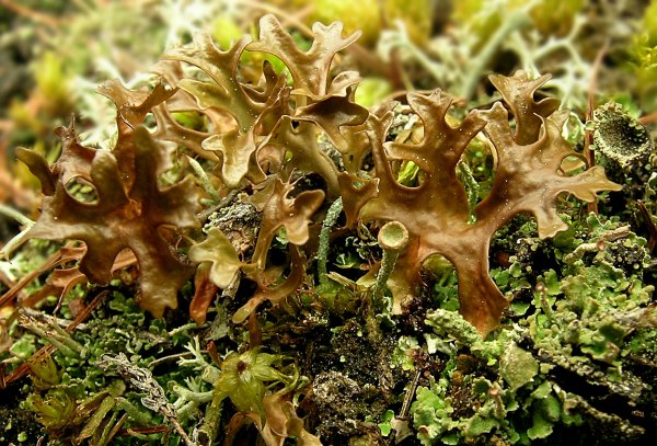 Исландский мох Cetraria islandica