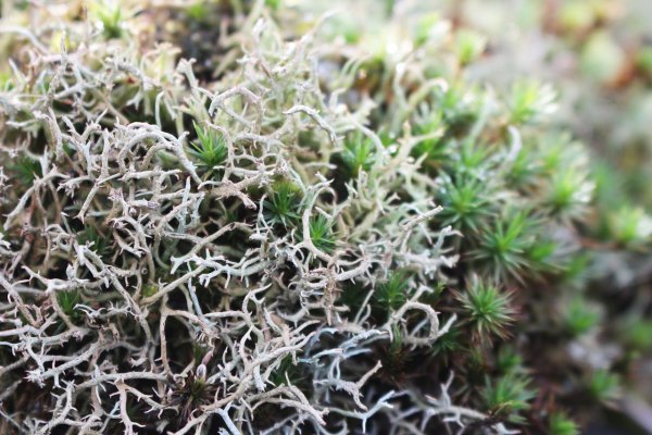 Мхи Bryophyta