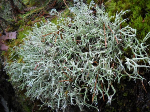 Мох цетрария