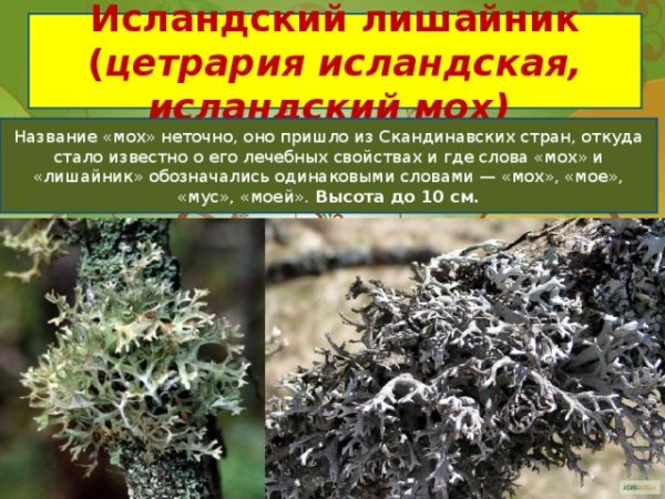 Лавовые поля Исландия