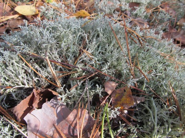 Цетрария Исландская- Cetraria islandica (l.) Ach.