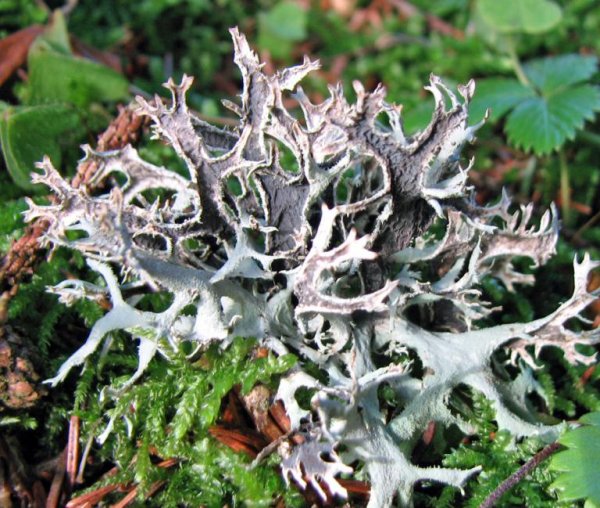 Цетрария Степная Cetraria steppae