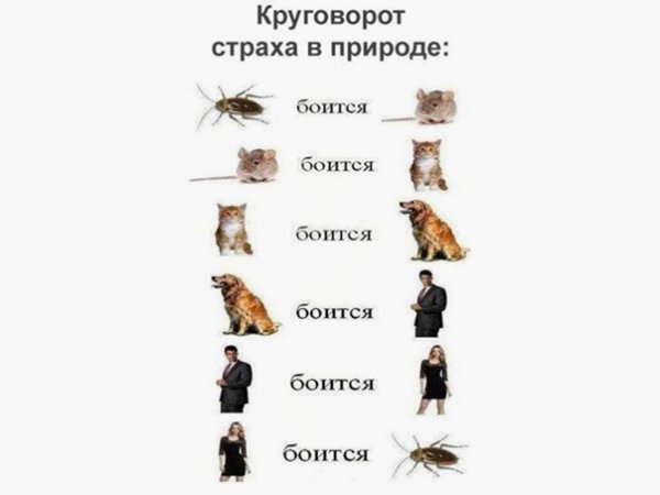 Круговорот страха в природе