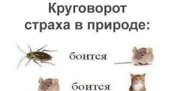 Круговорот углерода реакции