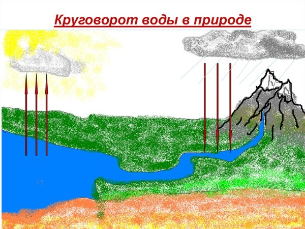 Круговорот органического вещества в водоеме