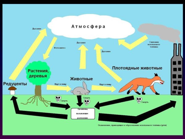 Крговорот ахота в природе